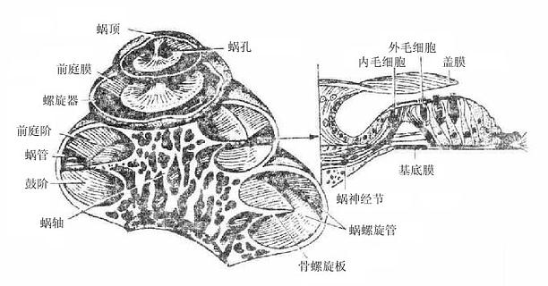 ϺCorti